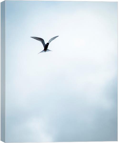Artic Tern in Flight Canvas Print by Peta Thames