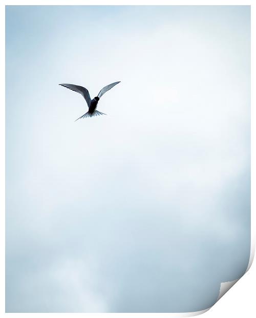 Artic Tern in Flight Print by Peta Thames