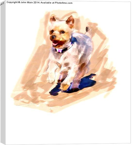  Yorkshire terrier Canvas Print by John Wain