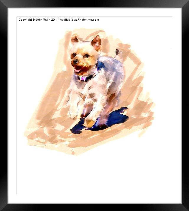  Yorkshire terrier Framed Mounted Print by John Wain