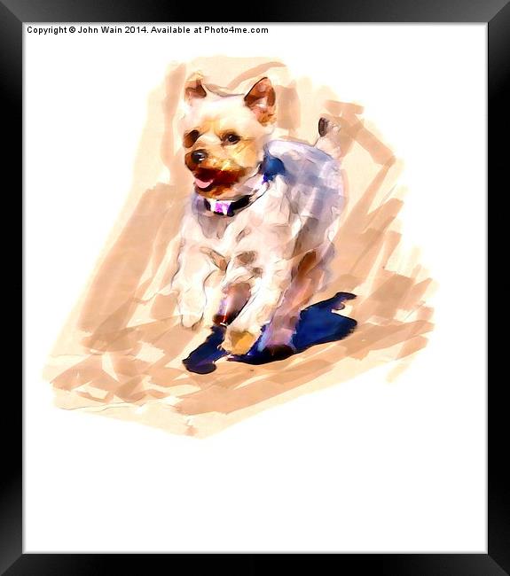  Yorkshire terrier Framed Print by John Wain