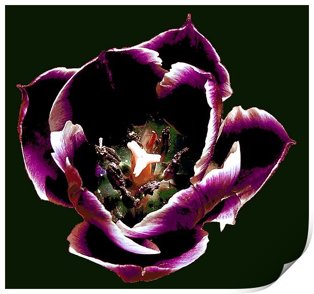 Purple Tulip Filled With Rain Print by james balzano, jr.