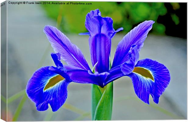 Blue Iris in full bloom Canvas Print by Frank Irwin