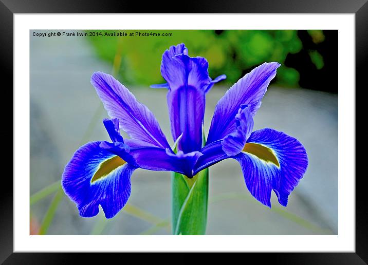 Blue Iris in full bloom Framed Mounted Print by Frank Irwin