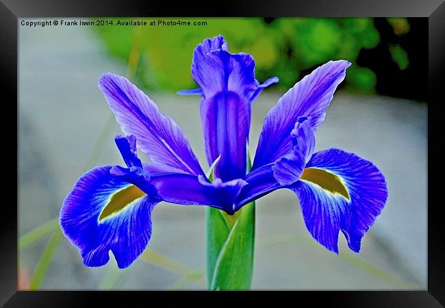 Blue Iris in full bloom Framed Print by Frank Irwin