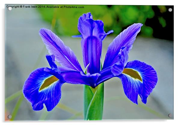 Blue Iris in full bloom Acrylic by Frank Irwin