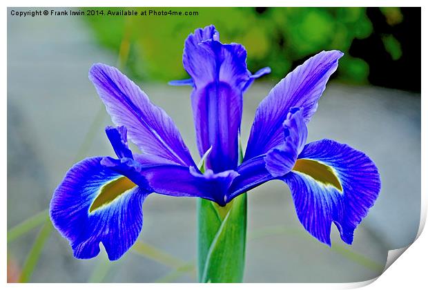 Blue Iris in full bloom Print by Frank Irwin