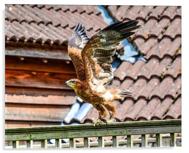 red kite bird of prey Acrylic by nick wastie