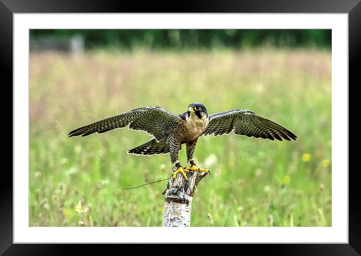 perigrine falcon Framed Mounted Print by nick wastie
