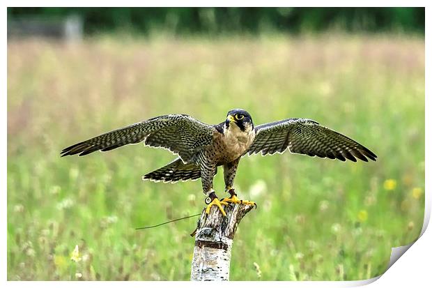 perigrine falcon Print by nick wastie