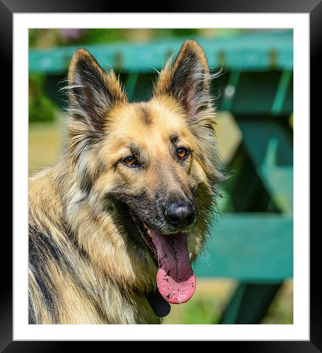 german sheppard dog Framed Mounted Print by nick wastie
