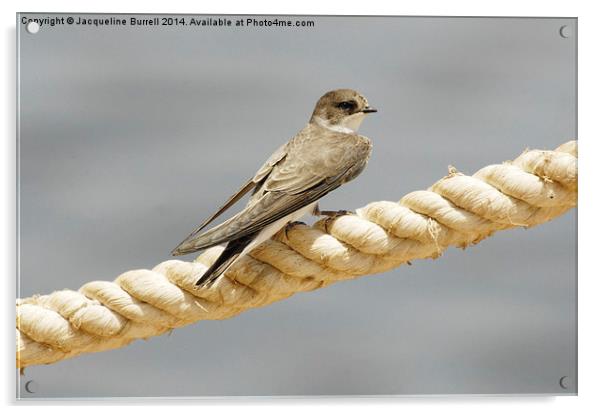 Migrating Sand Martin Acrylic by Jacqueline Burrell