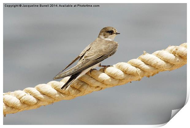 Migrating Sand Martin Print by Jacqueline Burrell