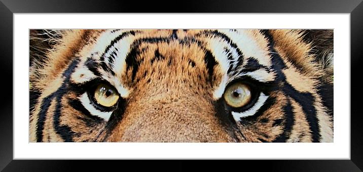 Eye of the Tiger Framed Mounted Print by steve akerman
