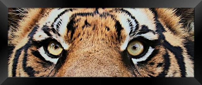 Eye of the Tiger Framed Print by steve akerman