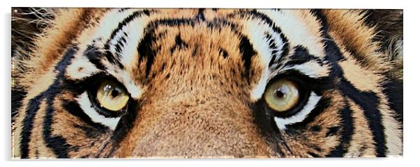 Eye of the Tiger Acrylic by steve akerman