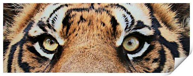 Eye of the Tiger Print by steve akerman