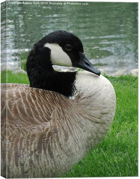 Canadian Goose Canvas Print by Mary Rath