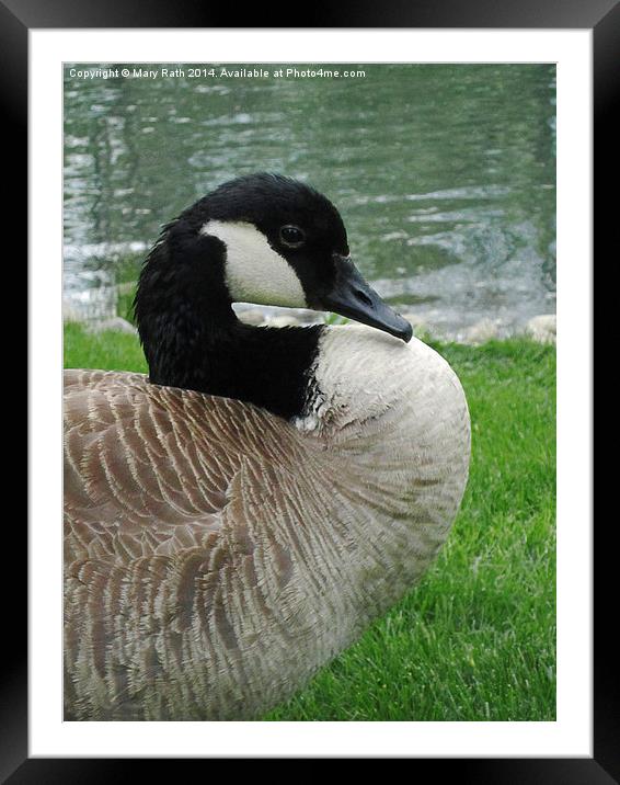 Canadian Goose Framed Mounted Print by Mary Rath