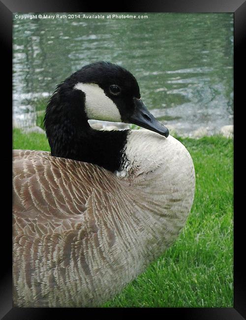 Canadian Goose Framed Print by Mary Rath