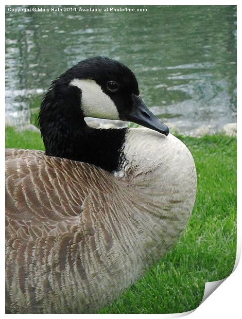 Canadian Goose Print by Mary Rath