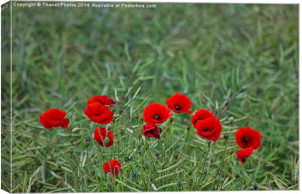 Splash of Red Canvas Print by Thanet Photos