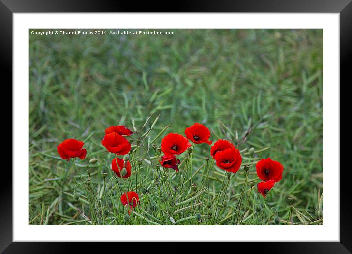 Splash of Red Framed Mounted Print by Thanet Photos