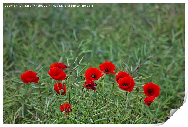 Splash of Red Print by Thanet Photos