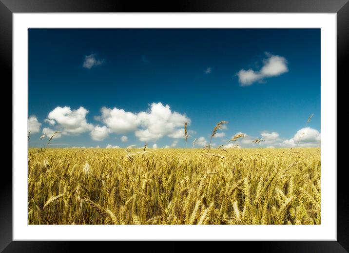 Fields Of Gold Framed Mounted Print by Mark Robson