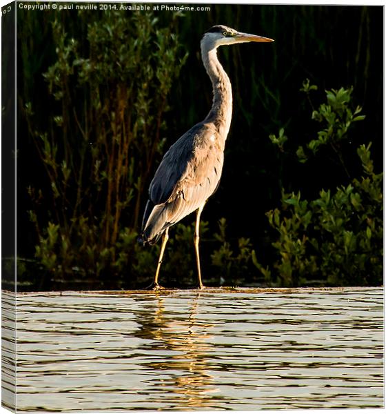 Heron Canvas Print by paul neville