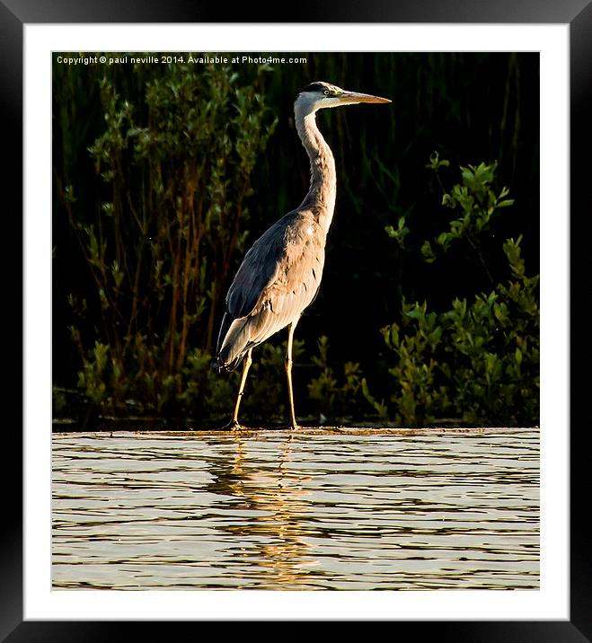 Heron Framed Mounted Print by paul neville