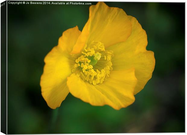 iceland poppy Canvas Print by Jo Beerens