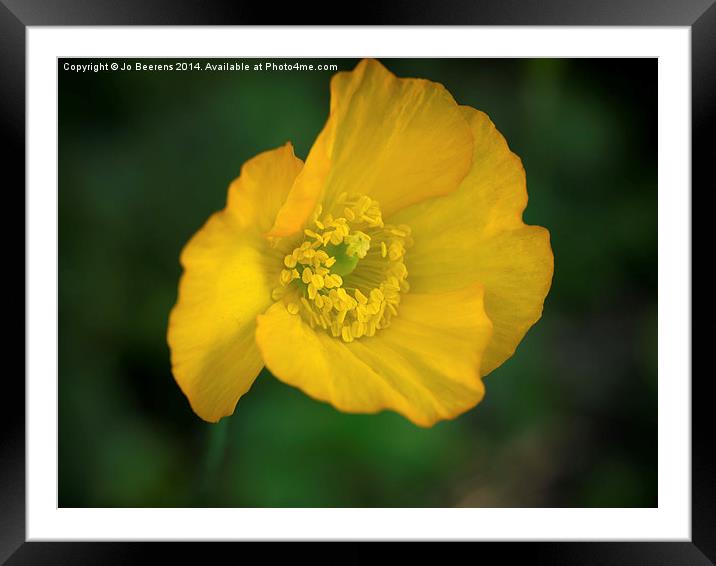 iceland poppy Framed Mounted Print by Jo Beerens