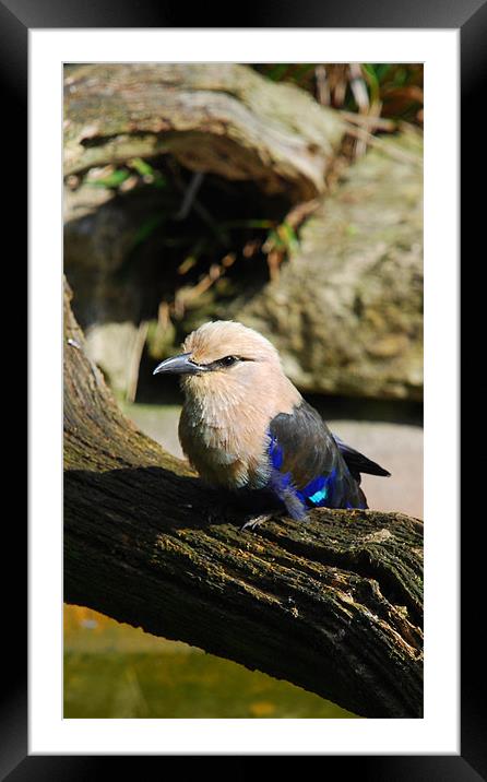 Blue-bellied Rollers Framed Mounted Print by Dave Buckle