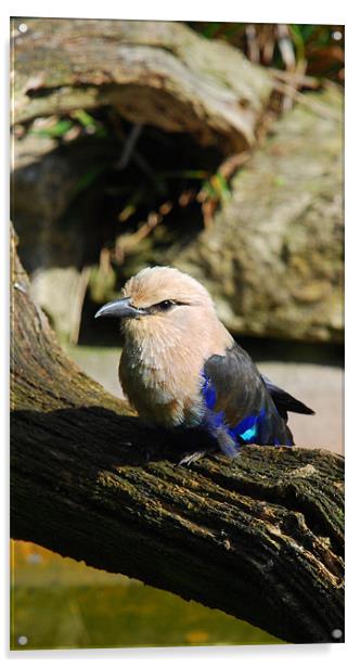 Blue-bellied Rollers Acrylic by Dave Buckle