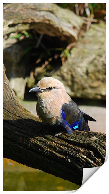 Blue-bellied Rollers Print by Dave Buckle