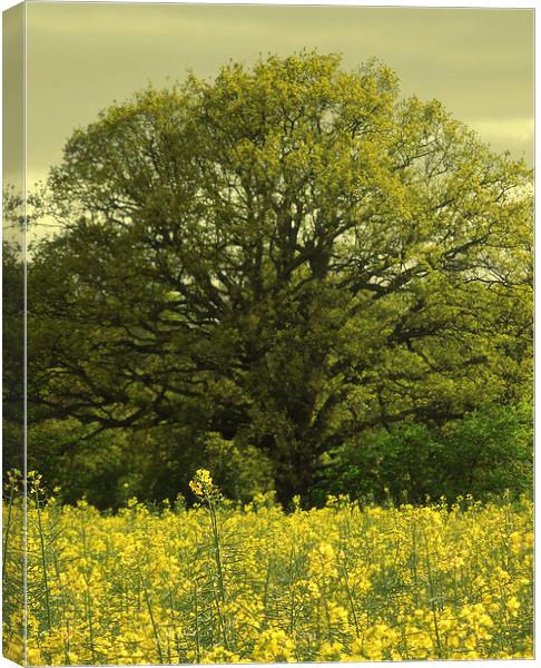 field of gold Canvas Print by Heather Newton