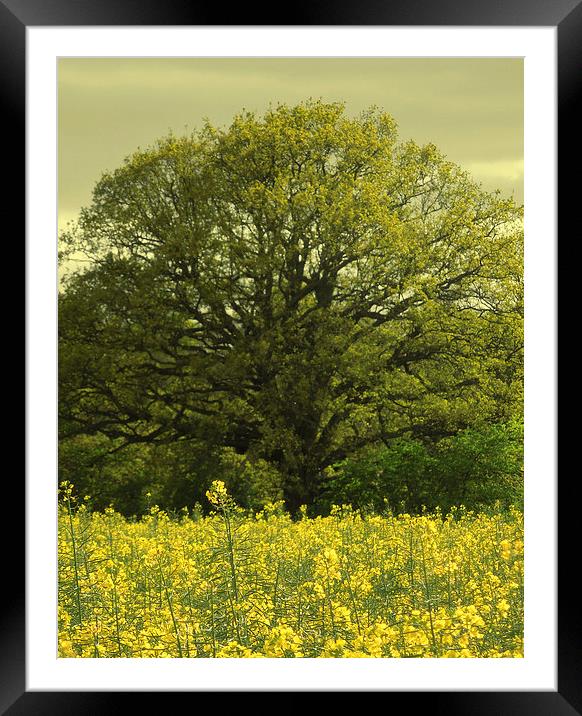 field of gold Framed Mounted Print by Heather Newton