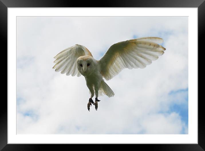 Barn Owl Framed Mounted Print by Dave Buckle