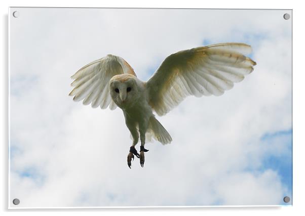 Barn Owl Acrylic by Dave Buckle