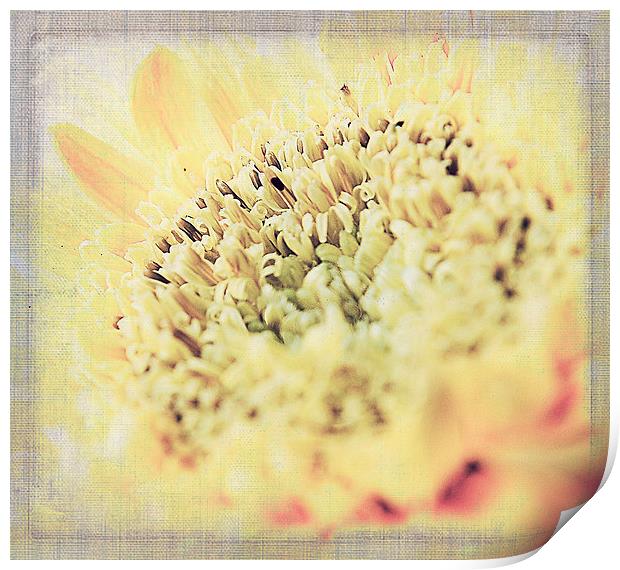 Gerbera Textures Print by Rosanna Zavanaiu