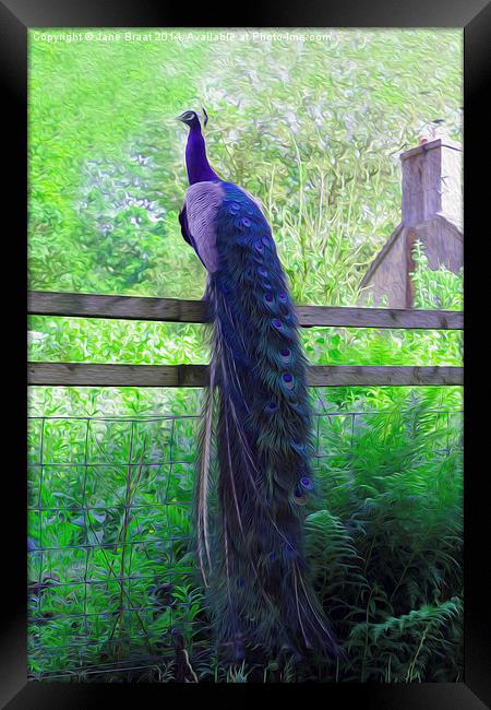 Majestic Peacock Perched in Scottish Countryside Framed Print by Jane Braat