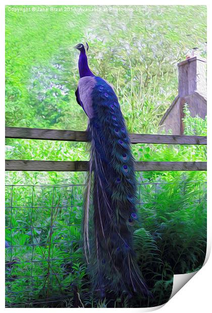 Majestic Peacock Perched in Scottish Countryside Print by Jane Braat