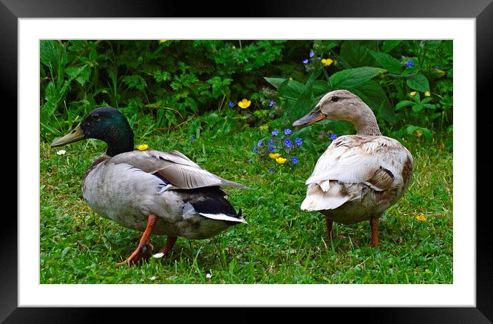 Male and Female Mallard Ducks Framed Mounted Print by Wayne Usher