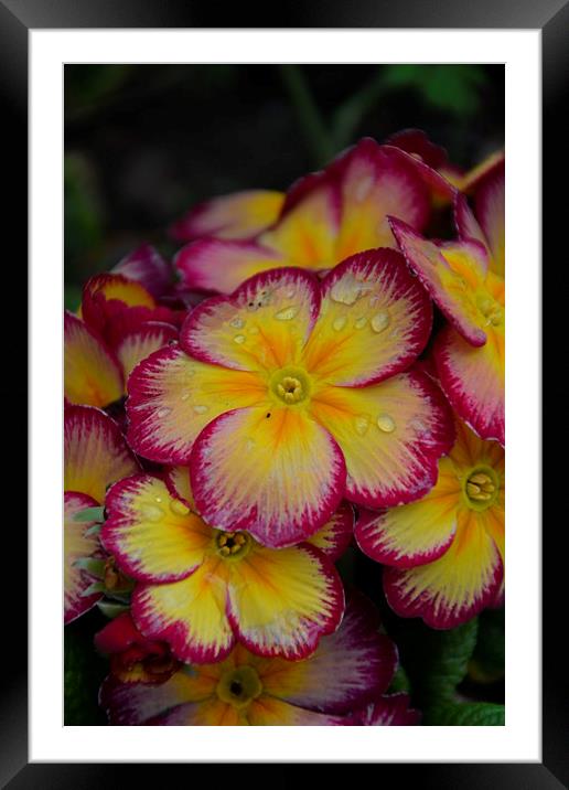 Pure. Framed Mounted Print by  