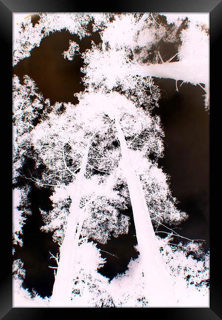 infrared trees Framed Print by carin severn