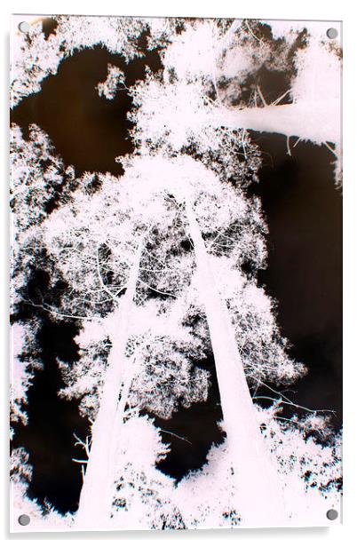 infrared trees Acrylic by carin severn
