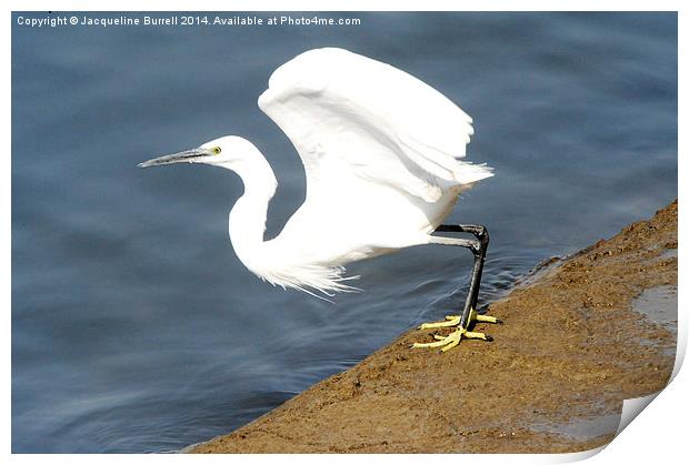 Poised for Takeoff Print by Jacqueline Burrell