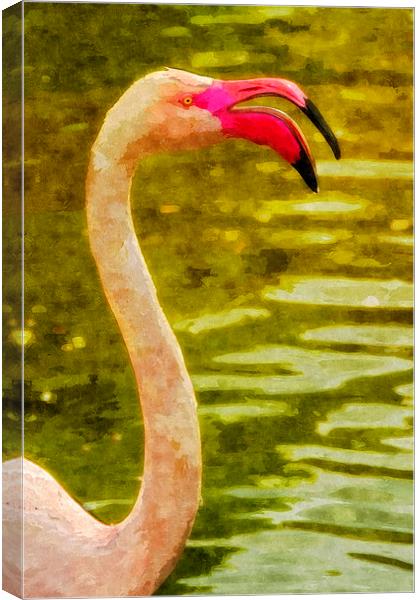 Flamingo, close-up Canvas Print by Bernd Tschakert