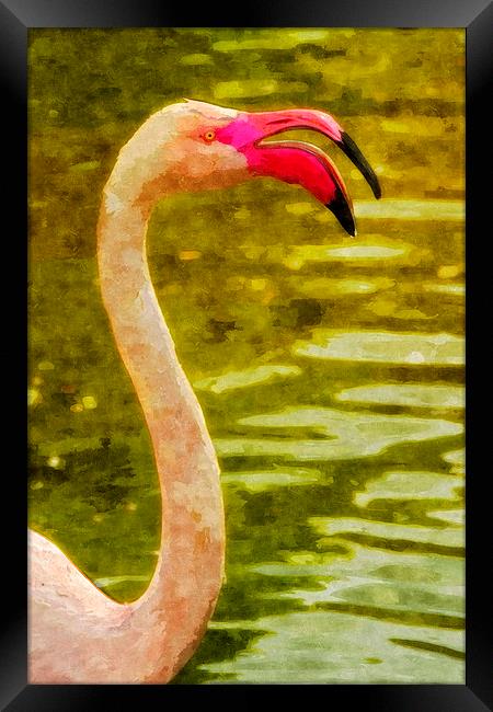 Flamingo, close-up Framed Print by Bernd Tschakert